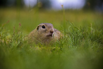 Suslik in the grass. Czech Republic.