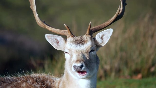 Fallow Deer Stag ( dana dana )