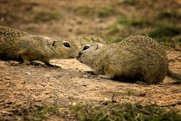 Kissing susliks. Czech Republic
