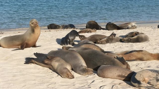 sea lions resting on the beach at isla santa fe in the galapagos islands, ecuador