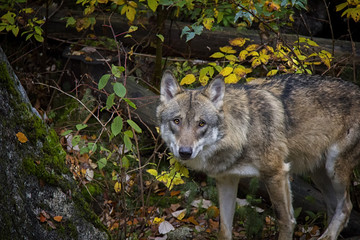Portrait of wolf in autumn colours.