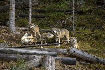 Pack of wolves. Wolves family.
