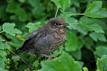 Young Eurasian Blackbird on the branch.