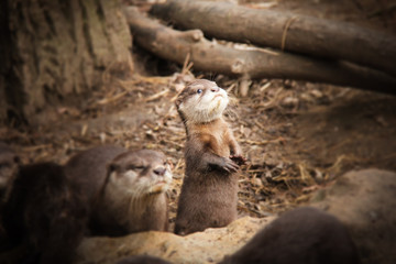 Baby otter with his mom, Zoo Jihlava, Czech Republic