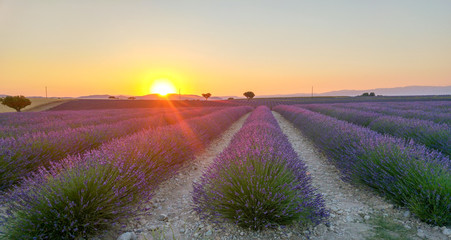Fototapeta na wymiar Beautiful lavender fields at sunset time. Valensole. Provence, France