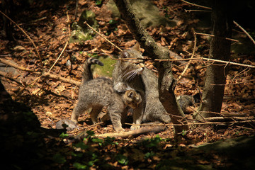 Fototapeta premium Wildcat with her cub.