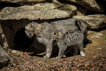 The wildcat with her kitten. Tier-freigelände, Neuschonau