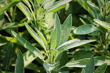 Sage plant growing in the herbs garden
