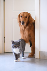 Golden retriever and British short hair cat