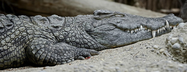 Nile crocodile. Latin name - Crocodylus niloticus - obrazy, fototapety, plakaty