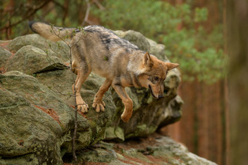 The gray wolf or grey wolf (Canis lupus) standing on a rock