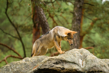 The gray wolf or grey wolf (Canis lupus) standing on a rock