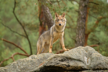 The gray wolf or grey wolf (Canis lupus) standing on a rock