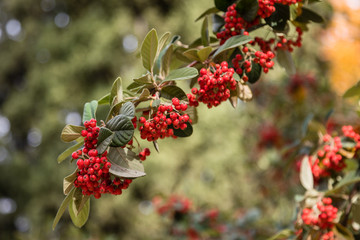 Obraz premium Crataegus Monogyna plant
