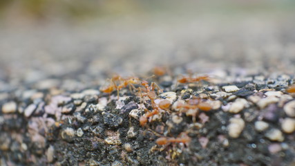Blurred ants in nature.