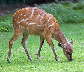 Sitatunga. Latin name - Tragelaphus spekei