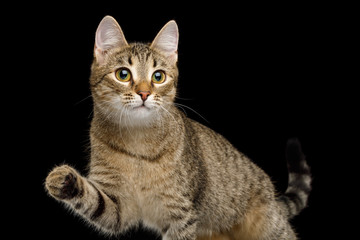 Obraz premium Curious Domestic Cat, Playful raising paw, on isolated Black Background, front view