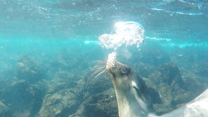 underwater shot of sea lions swimming at south plazas in the galapagos islands, ecuador