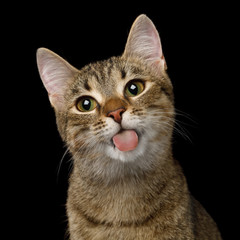 Portrait of Domestic Cat, Licked screen on isolated Black Background, front view