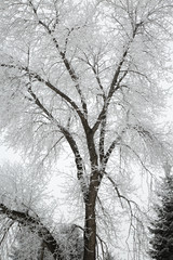 Fototapeta na wymiar Ice cover tree