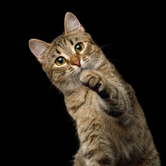 Portrait of Curious face Domestic Cat, Playful raising paw choose you, on isolated Black Background, front view