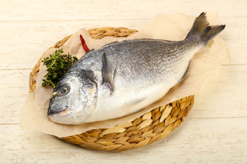 raw dorada fish
