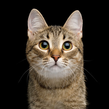 Portrait of Curious face Domestic Cat, Isolated Black Background, Front view