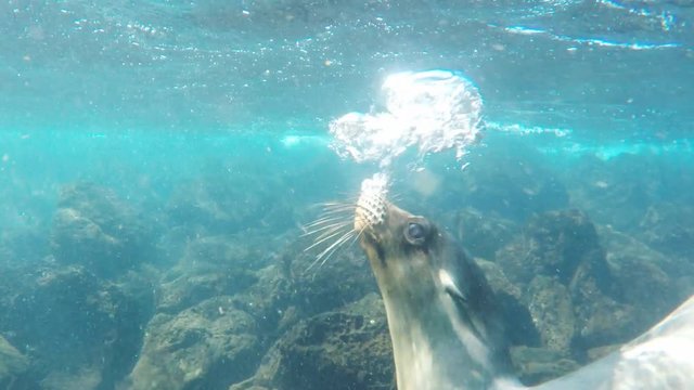 underwater shot of sea lions swimming at south plazas in the galapagos islands, ecuador