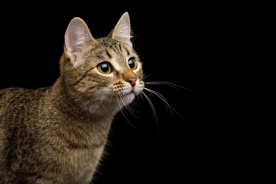 Portrait of Curious face Domestic Cat, Isolated Black Background, Profile view