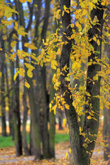 Autumn colorful trees in a park during an autumn season