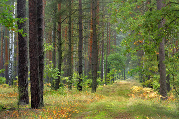 Thicket of trees and bushes of a natural forest in a summer season