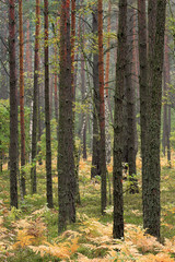 Thicket of trees and bushes of a natural forest in a summer season