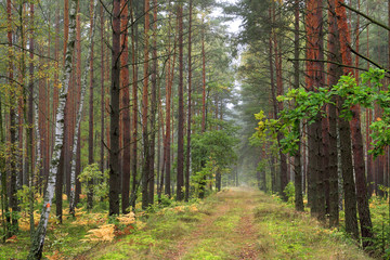 Fototapeta premium Thicket of trees and bushes of a natural forest in a summer season