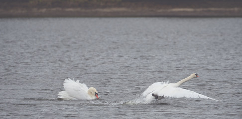 Many beautiful white swans on the lake