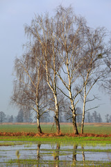 Panoramic view of wetlands and meadows of the Narwianski National Park by the Narew river in Poland
