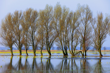 Panoramic view of wetlands and meadows of the Narwianski National Park by the Narew river in Poland