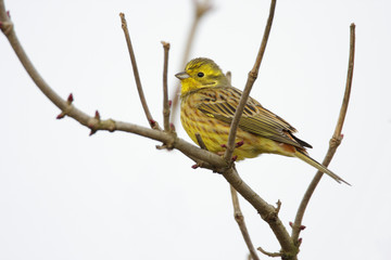 Single European Serin bird on tree twig during a spring nesting period