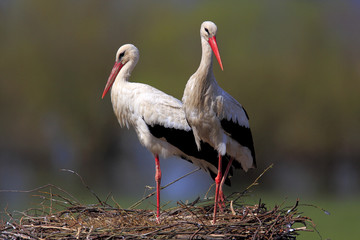 Pair of White Stork birds on a nest during the spring nesting period
