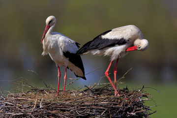 Pair of White Stork birds on a nest during the spring nesting period