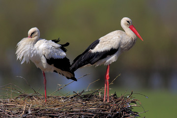 Pair of White Stork birds on a nest during the spring nesting period