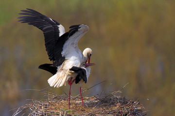 Pair of White Stork birds on a nest during the spring nesting period