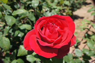 赤い薔薇