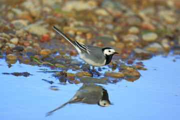 Single White Wagtail bird on a water surface during a spring nesting period