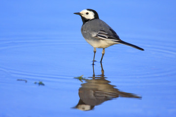 Single White Wagtail bird on a water surface during a spring nesting period