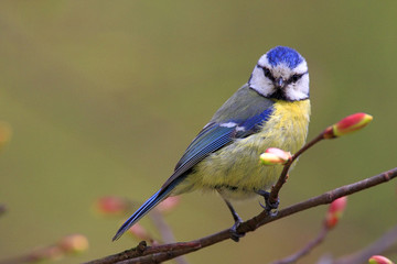Single Blue tit bird on tree twig during a spring nesting period