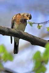 Single Fieldfare bird on tree branch during a spring nesting period
