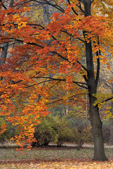 Autumn colorful trees in a park during an autumn season