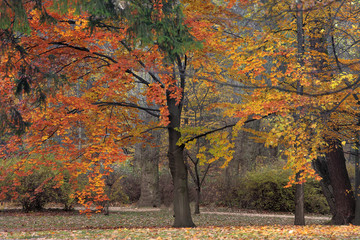 Naklejka premium Autumn colorful trees in a park during an autumn season