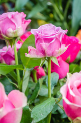 Obraz premium Pink roses, put up for sale 