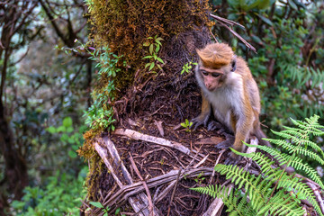 Srilankan toque macaque or Macaca sinica in jungle